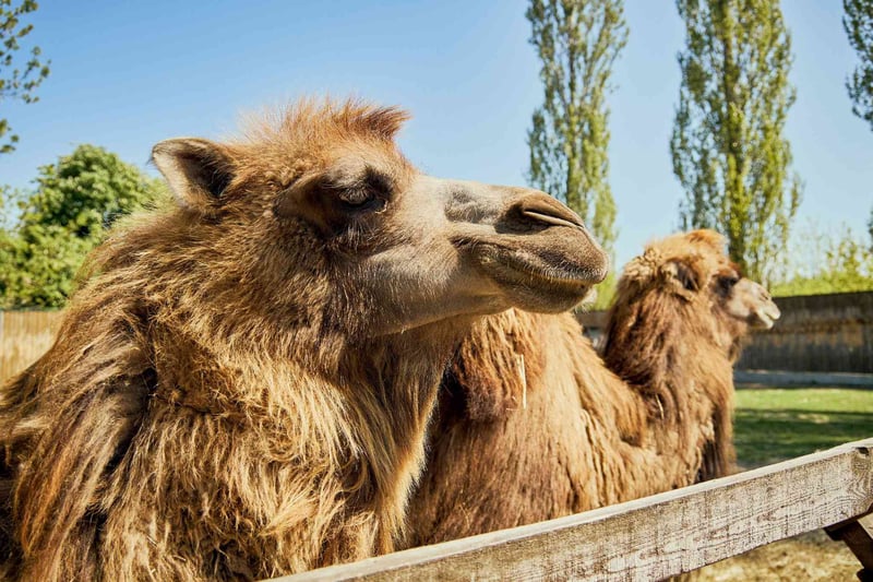 верблюди в Луцькому зоопарку