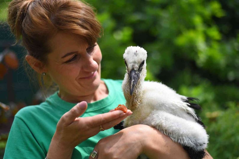 працівникця зоопарку