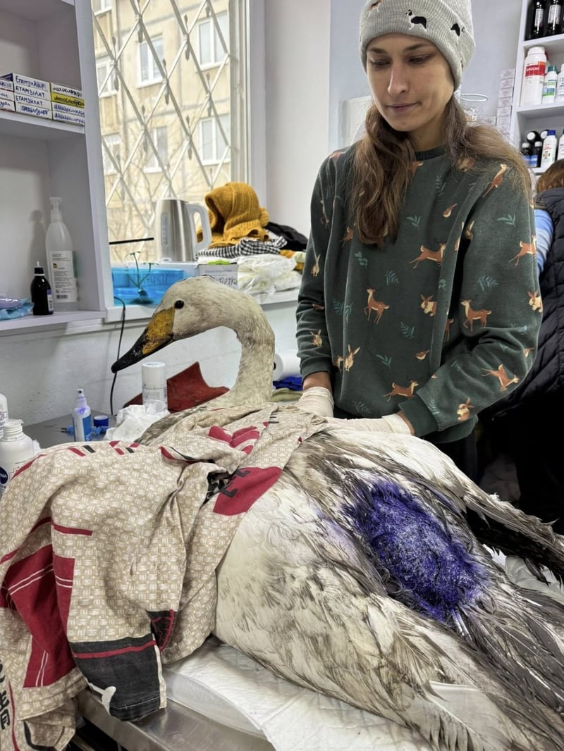 На Полтавщині врятували поранену лебідку-кликуна з Червоної книги