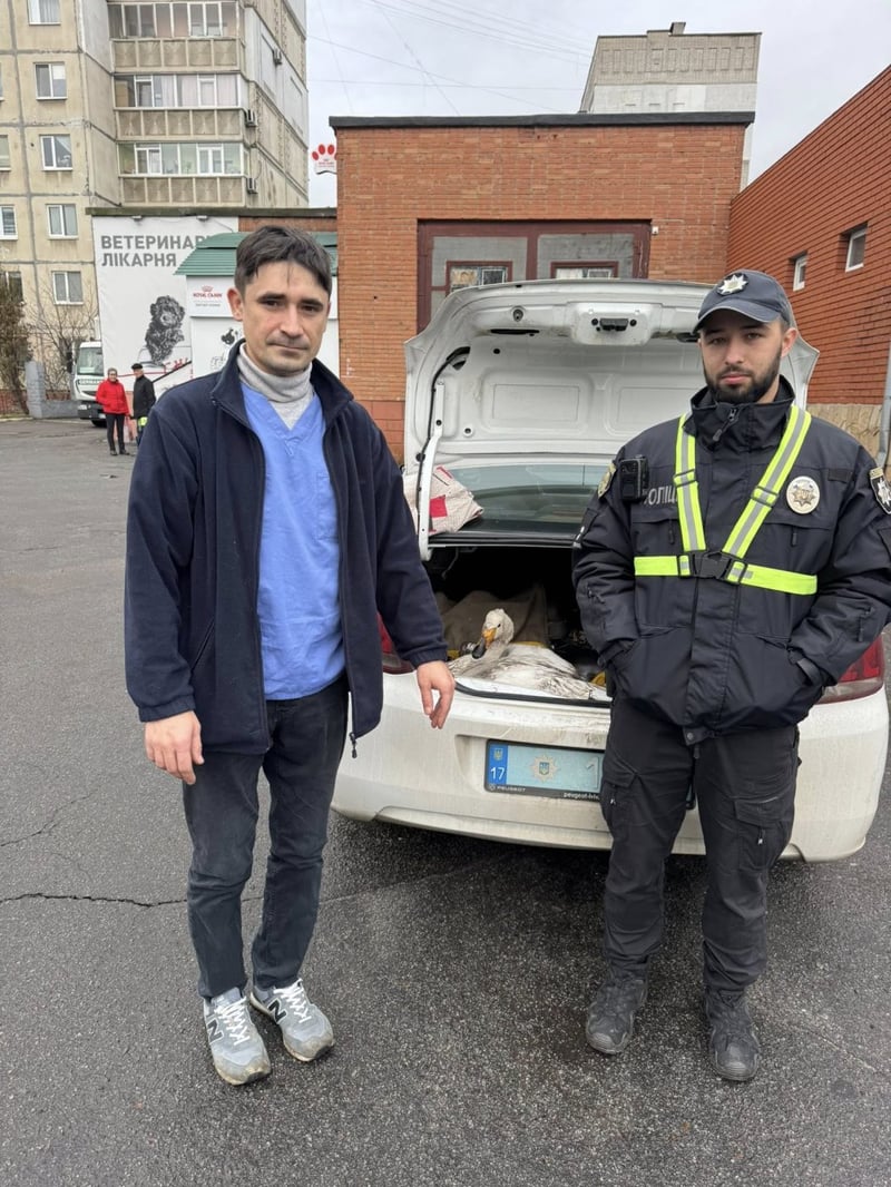 На Полтавщині врятували поранену лебідку-кликуна з Червоної книги