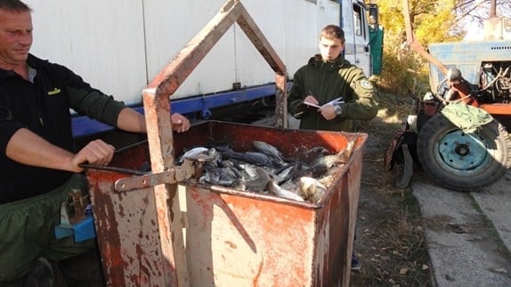 В водохранилище на Донетчине выпустили более 20 тонн ценных видов рыбы