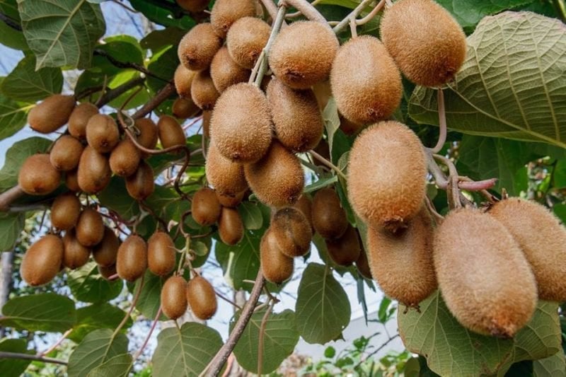 В Україні вивели жовтий сорт ківі, що витримує люті морози