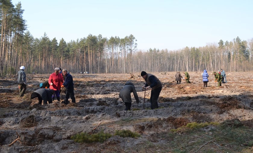 В Україні торік відновили рекордну площу лісів