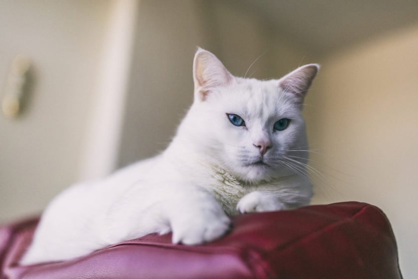 У Києві запрацював сервіс з безкоштовної стерилізації котів