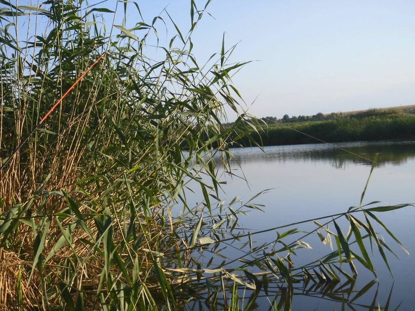 В Україні виготовляють цілющі матраци з очерету