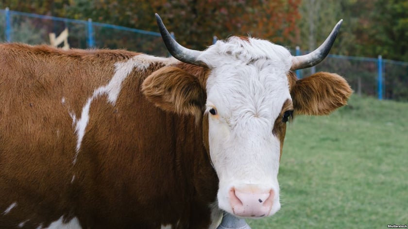 В Україні побільшало сільськогосподарських кооперативів