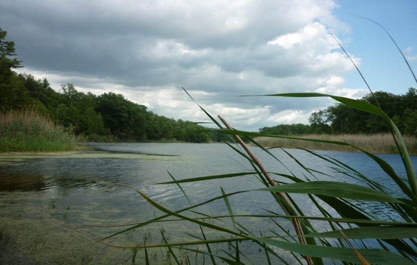 На Луганщині створять нацпарк “Кремінські ліси”
