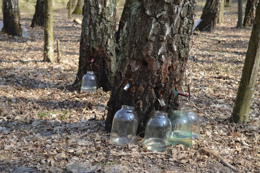 Український березовий сік експортують до Ізраїлю і США