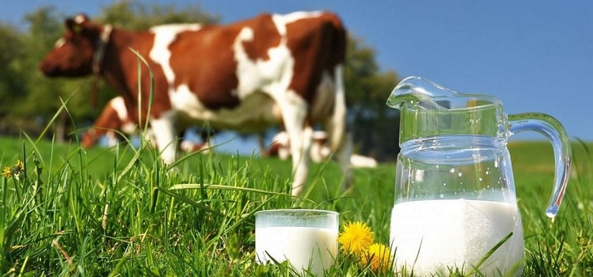 Колишній військовослужбовець створив власну молочну ферму