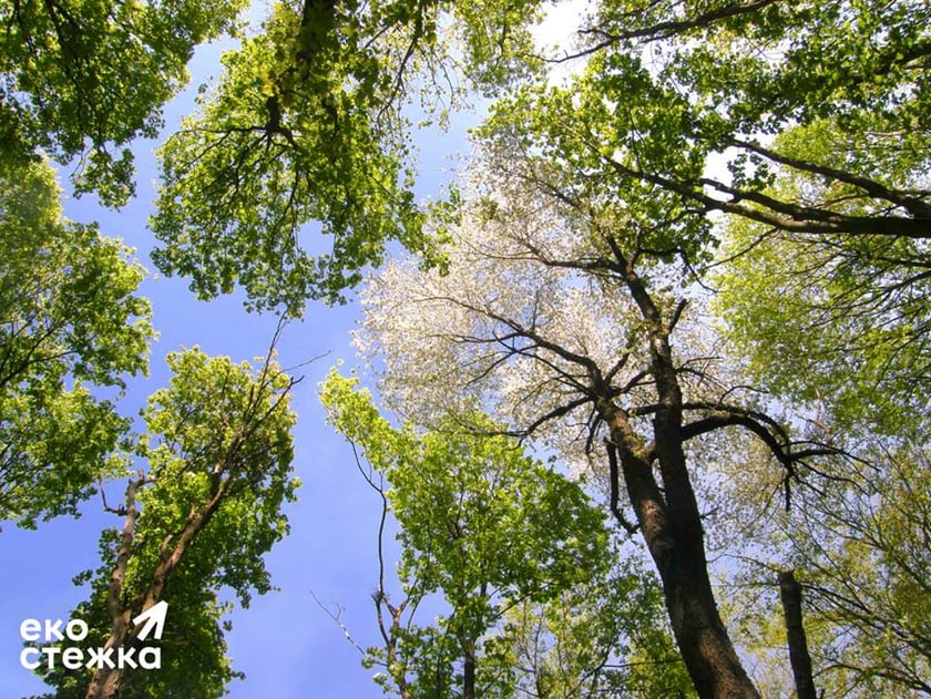 В Україні з’явиться перша інтерактивна екостежка: куди вона веде