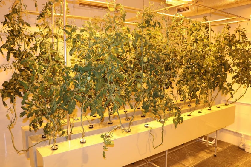 Українські науковці виростили екологічні овочі “з повітря”