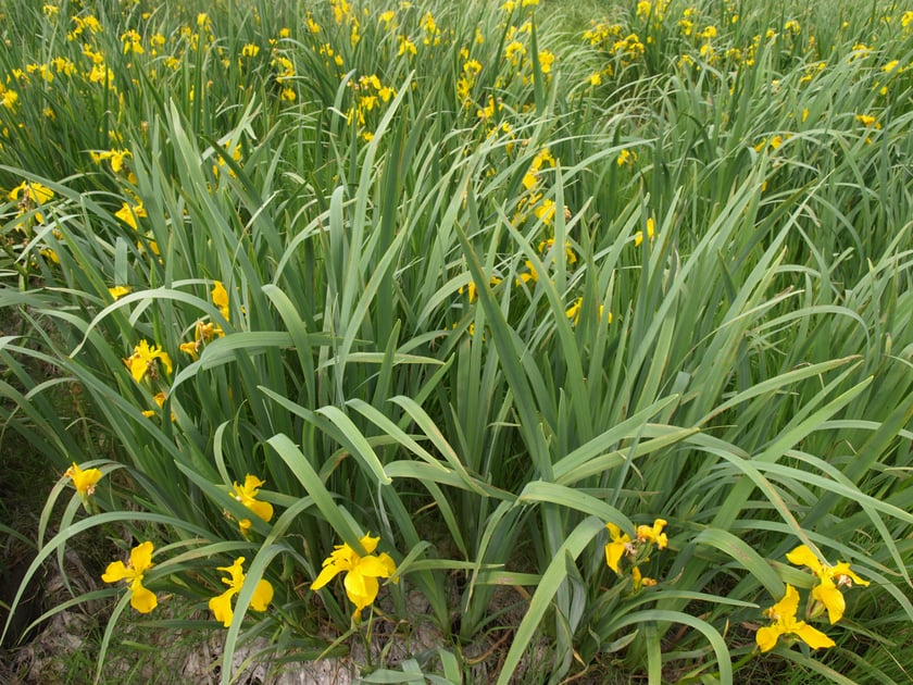 На Вінниччині розцвіла унікальна долина ірисів