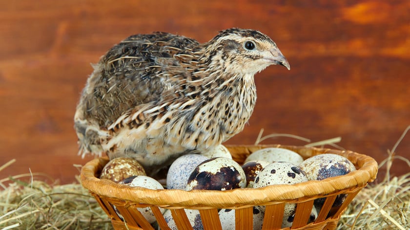 На Чернігівщині збудують перепелину ферму