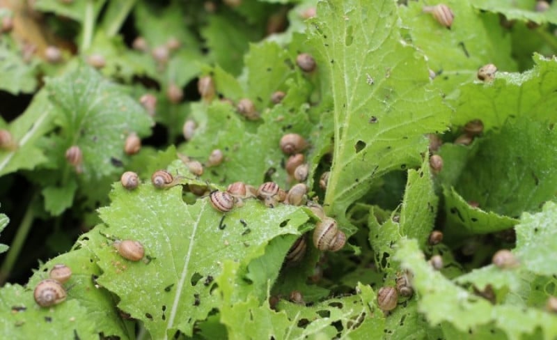 На Вінниччині відкрили сімейну ферму з вирощування равликів