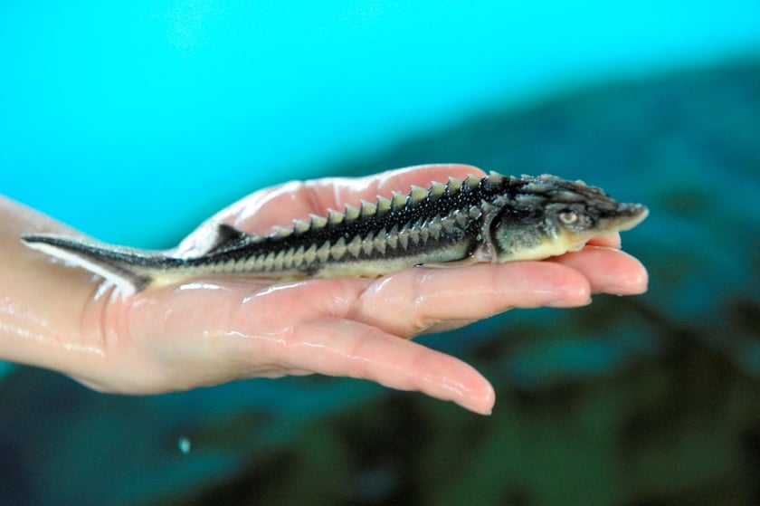 У Канівське водосховище вперше запустили 10 тисяч штук стерляді