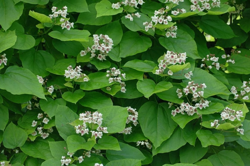 У Чернівцях зацвіла алея екзотичних дерев