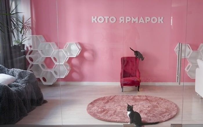 У Києві запрацював центр котячої терапії