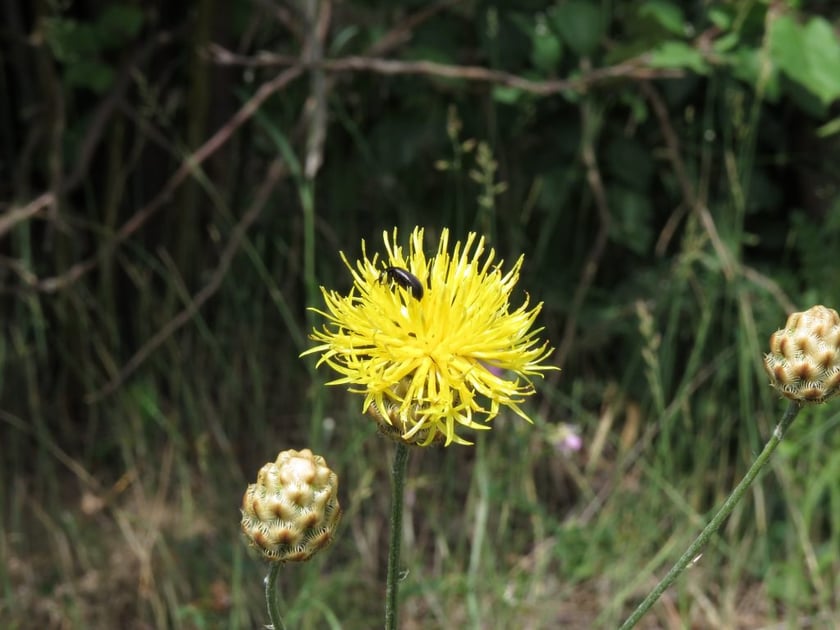 На Донеччині з’явилось 7 нових заповідників