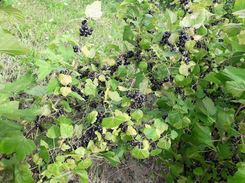 На Рівненщині смородину збирає ягідний комбайн (Відео)