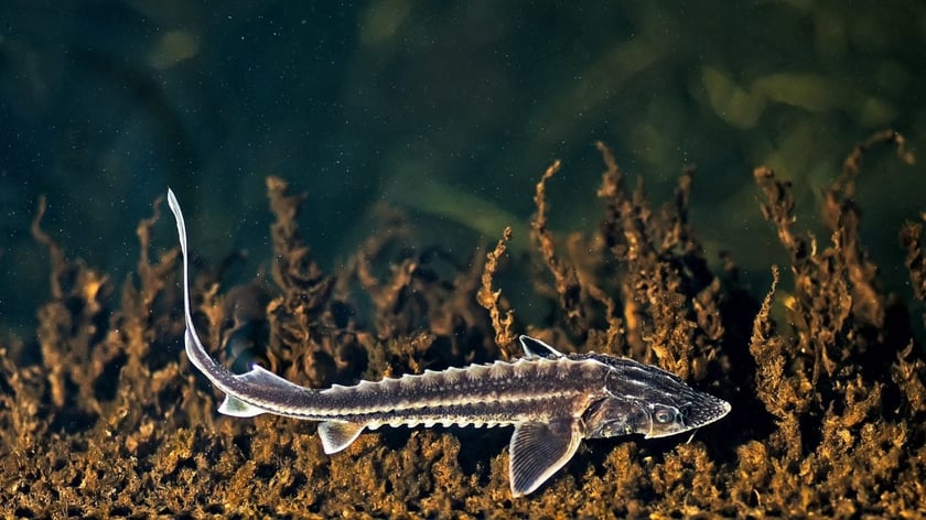 В Україні створили нову технологію вирощування осетра