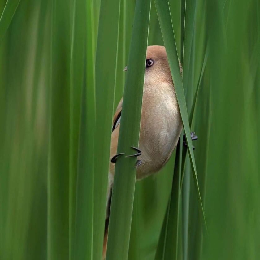 Фото київської пташки потрапило до National Geographic