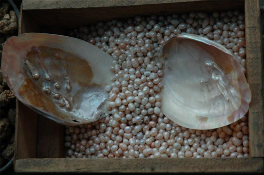 У херсонському університеті вперше в Україні виростили 200 перлин