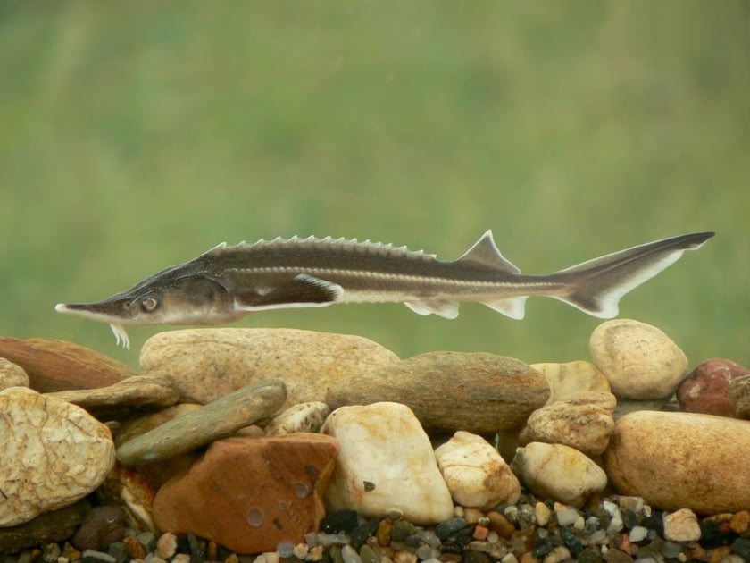 У Дніпро запустили понад мільйон мальків червонокнижної риби