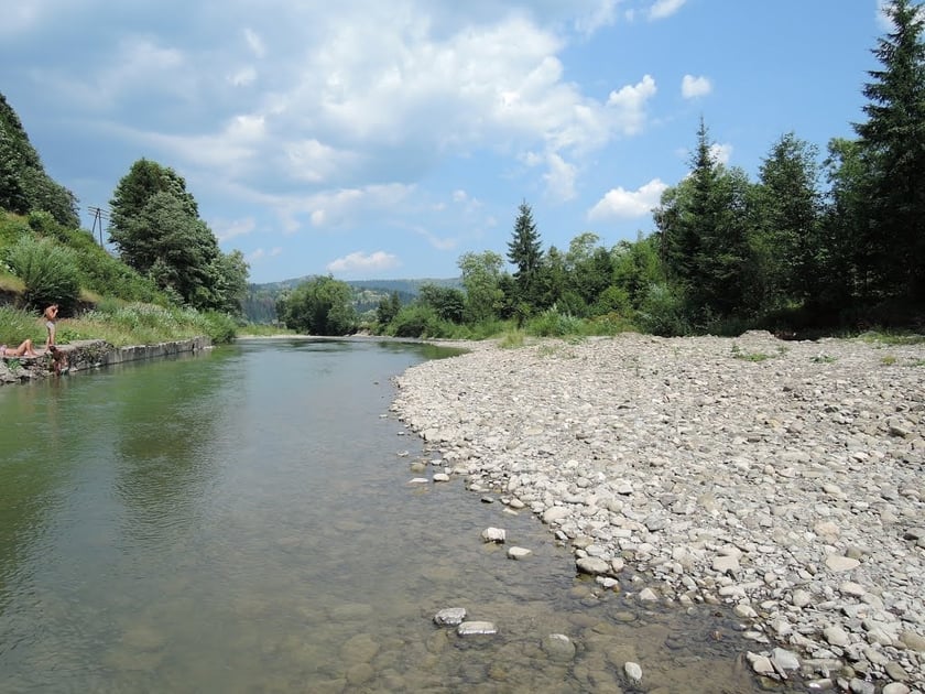 У карпатські річки випустили 135 тисяч мальків форелі