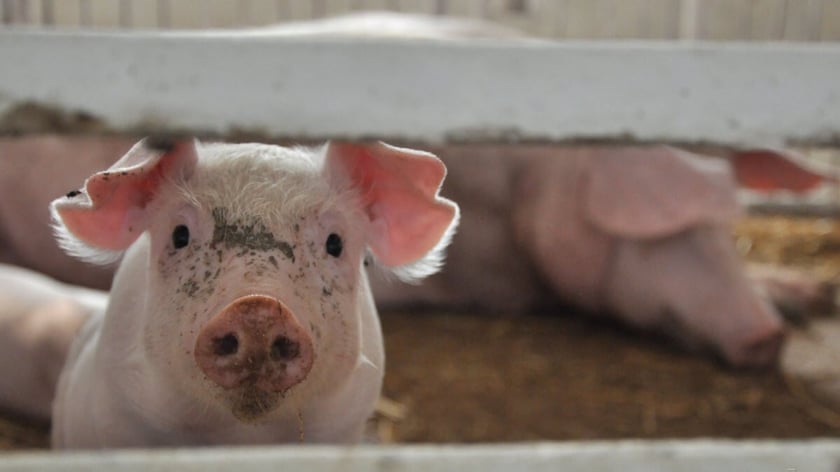 Краматорський м’ясопереробний завод почали відновлювати