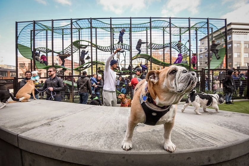 В Україні осучаснять правила проєктування окремих місць для вигулу собак