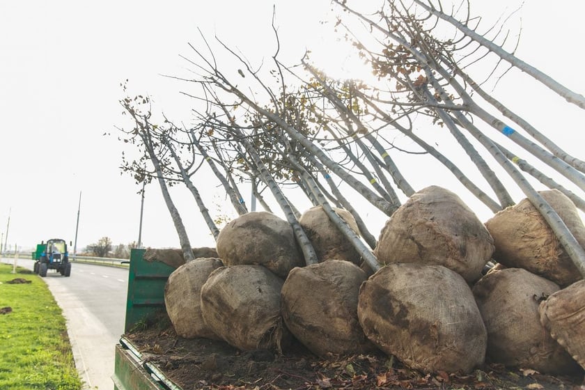 В Україні по-новому садитимуть дерева: що зміниться