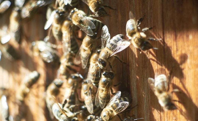 Українці створили “Пасіку майбутнього” з електронними IoT-пристроями