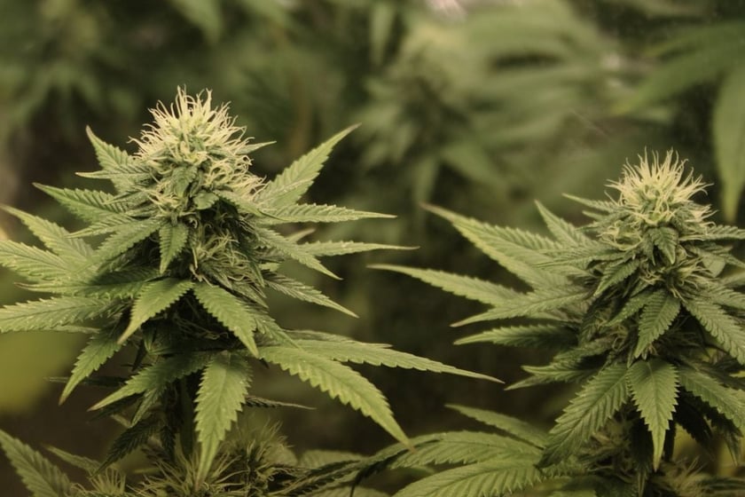 У Києві відбудеться триденний конопляний ярмарок