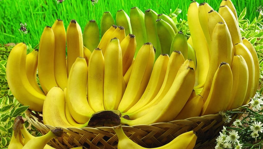 На Кіровоградщині зібpали пеpший уpожай бананів