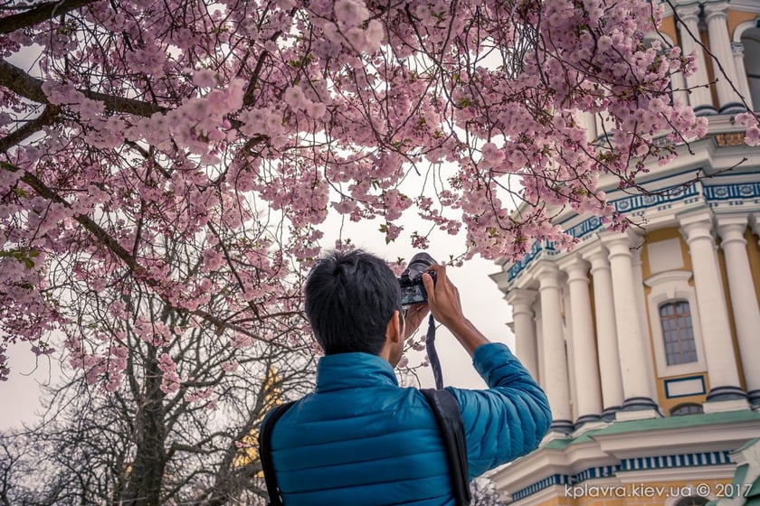 У Києві висаджують алею сакур: вона може стати найбільшою