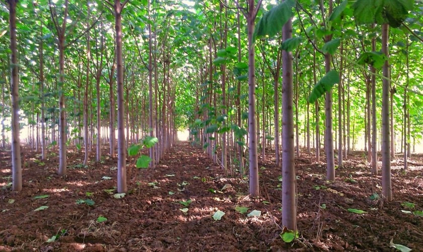 На Тернопіллі збудують біокотельну на “алюмінієвих” деревах