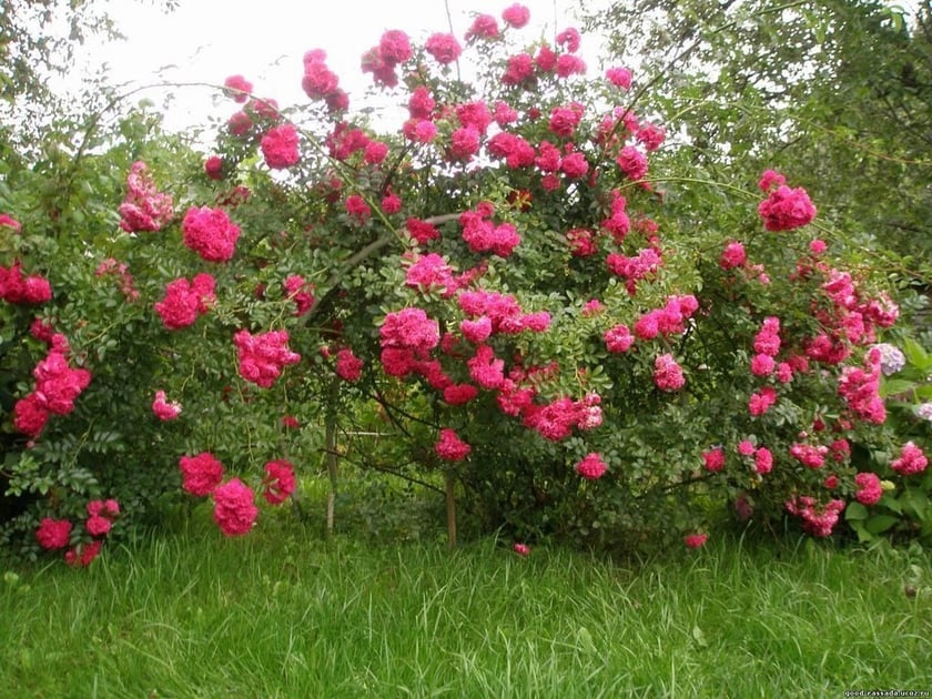 Біля Центру ветеранів АТО на Донбасі висадять близько тисячі кущів фіалок та троянд