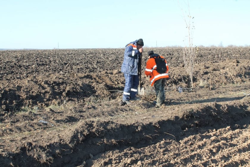 Понад тисячу дерев висадять уздовж відремонтованої траси