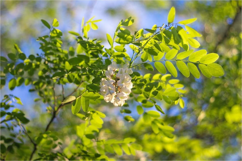 На Дніпропетровщині замість звалища висадили 23 тисячі акацій