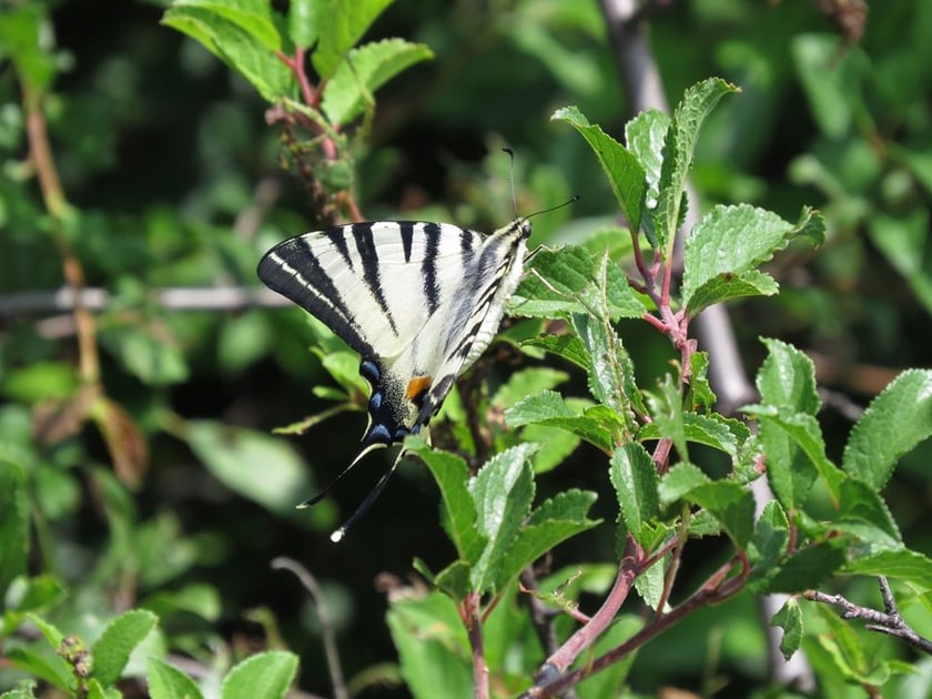 На Донеччині створили чотири нові заказники