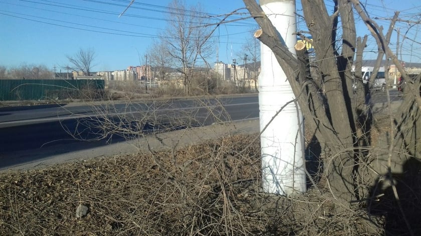 Як ОТГ на Полтавщині взяла у власність лісопосадки і заробляє на цьому