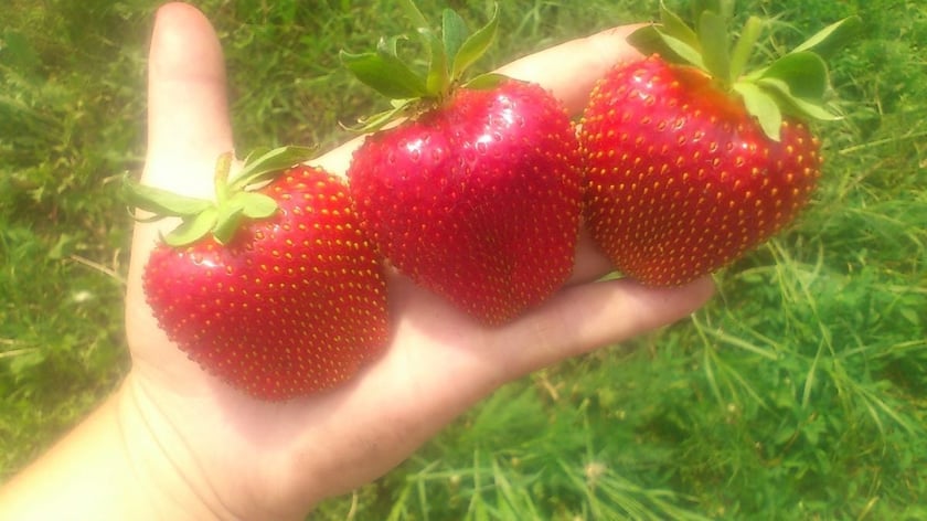 На Рівненщині вирощуватимуть полуницю для Італії й Іспанії