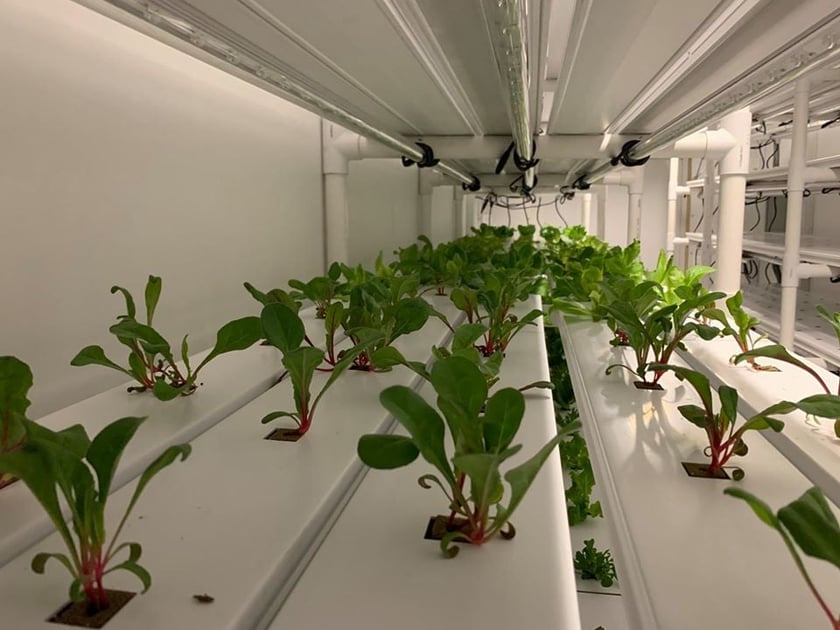 Київський фермер запустив у контейнері вертикальну ферму з вирощування зелені