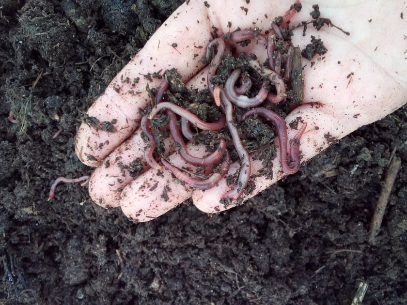 Українець відкриває по всьому світу верміферми з виробництва біогумусу