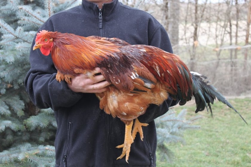 На Івано-Франківщині відкрили першу ферму в Україні з розведення півнів-каплунів