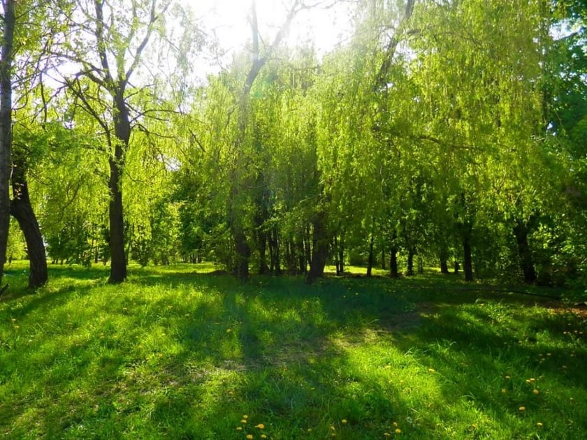 У Києві планують створити ще п’ять нових зелених зон