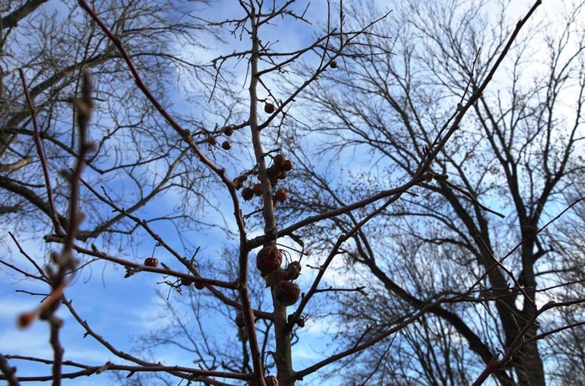 У Києві висадили яблуневий сад