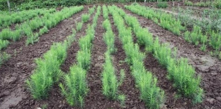 На Дніпропетровщині висадили 643 тисячі саджанців для відновлення лісів