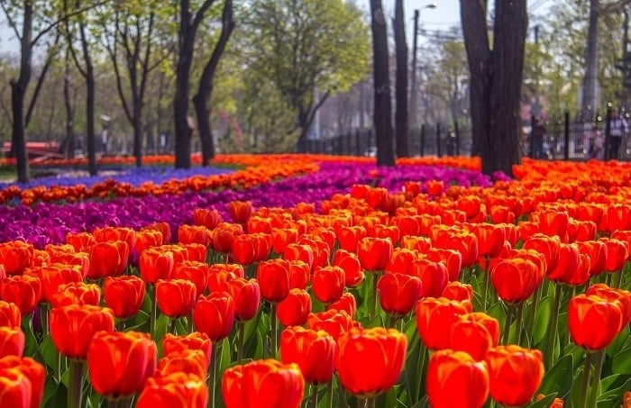 Місто на Донбасі прикрасять 200 тисяч квітів