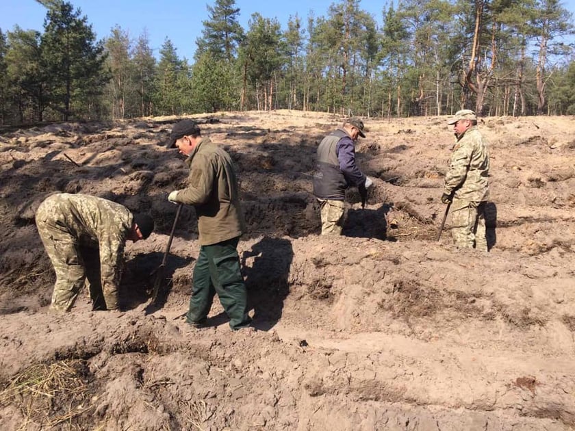 Під Києвом висадили 4 000 сіянців сосни (ФОТО)
